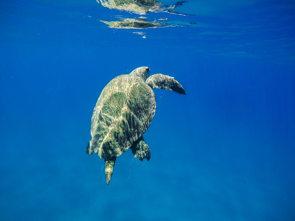 Urlaubsziele Zakynthos Schildkröte