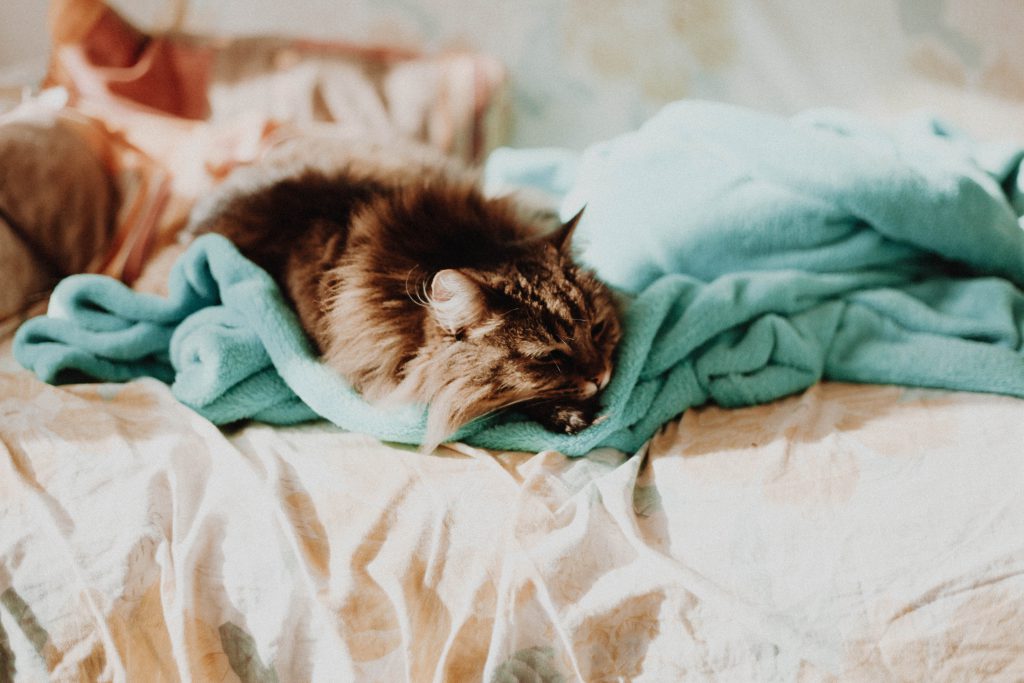 Morgenroutine Katze